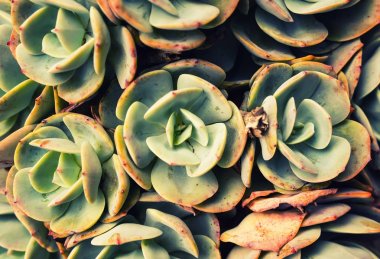 Lezzetlilerin dikdörtgen sıralaması; bir ekicinin içindeki kaktüs sulu.