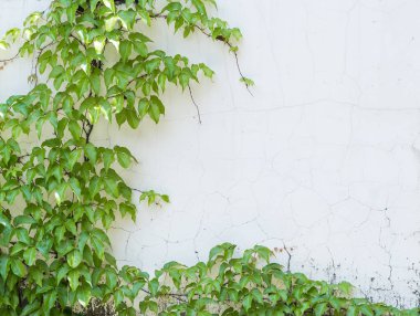 sarmaşık yaprakları beyaz arkaplanda izole edilmiş