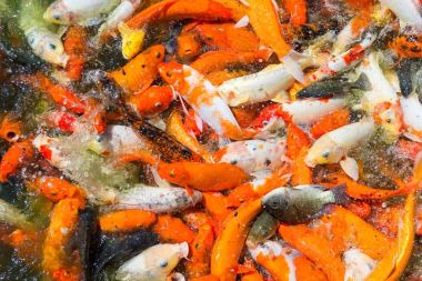 Koi balıkları havuzda