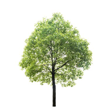 atış yeşil palmiye yaprağı