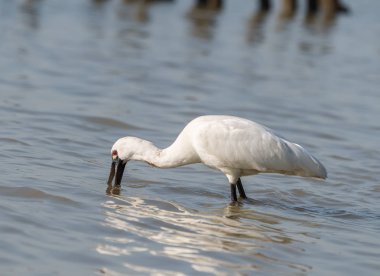 Kaşıkçı maddeler waterland içinde