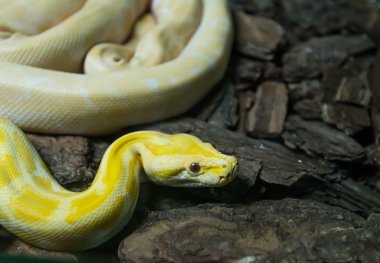 Altın retiküle Python veya Boa