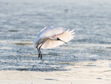 Kaşıkçı maddeler waterland içinde
