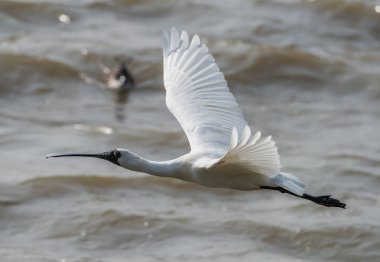 Kaşıkçı maddeler waterland içinde