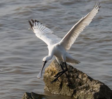 Kaşıkçı maddeler waterland içinde