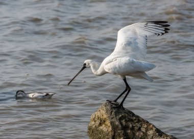 Kaşıkçı maddeler waterland içinde