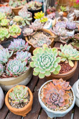  Bahçedeki minyatür sulu bitkiler