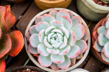  Bahçedeki minyatür sulu bitkiler