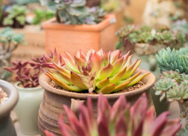  Bahçedeki minyatür sulu bitkiler