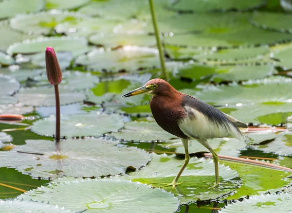 Chinese Pond Heron Ardeola Bacchus — Stock Photo, Image