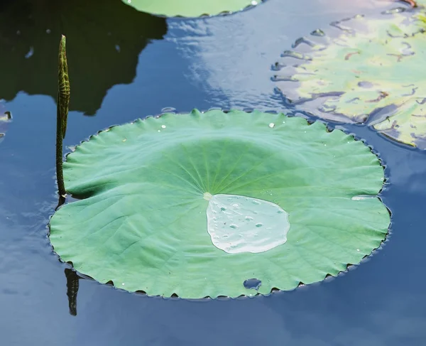 蓮の葉と背景に水滴 — ストック写真