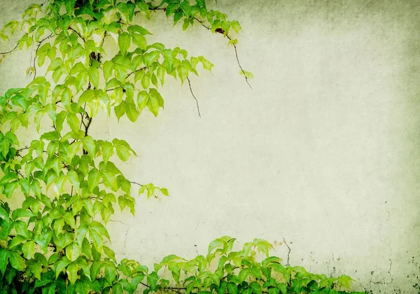 Grüner Efeu Auf Altem Grunge Papier — Stockfoto