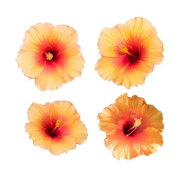 Collection Yellow Hibiscus Isolated White Background — Stock Photo, Image