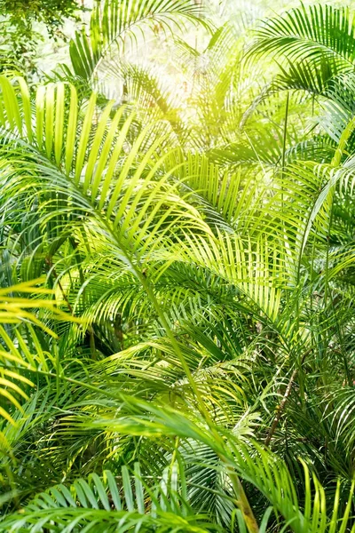 Folha Palma Verde Jardim — Fotografia de Stock