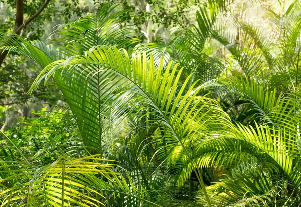 Shot Green Palm Leaf — Stock Photo, Image