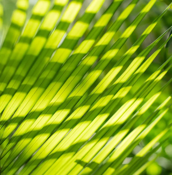 Záběr Zelené Palmový List — Stock fotografie