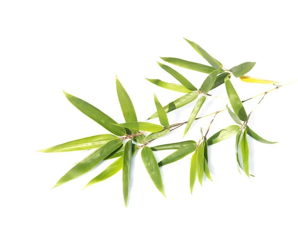 Bamboo Leaves Isolated White Background — Stock Photo, Image