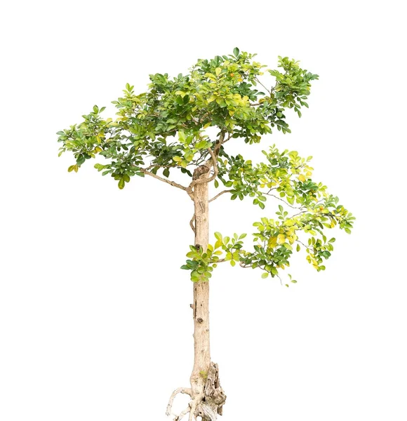 Ein Schuss Von Pflanzbaum — Stockfoto