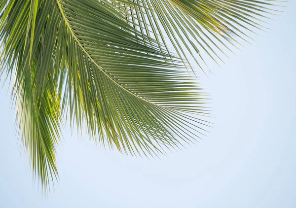 Palma Isolata Sfondo Bianco — Foto Stock