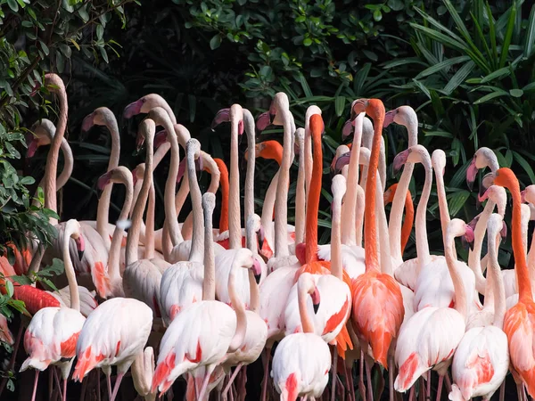Flamingo Pássaros Lago — Fotografia de Stock