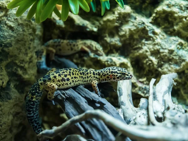 Gecko Leopardo Eublepharis Macularius Ambiente Natural —  Fotos de Stock