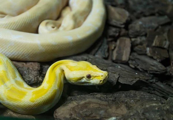 Ouro Reticulado Python Boa — Fotografia de Stock