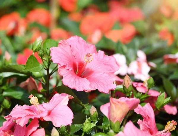 Closeup Chinese Hibisci Rosae Sinensis Flower — Stock Photo, Image