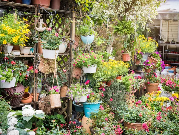 Blumen Töpfen Örtlichen Gartencenter — Stockfoto
