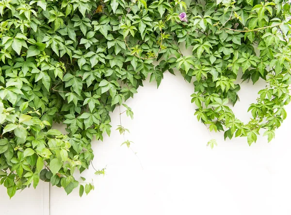 Ivy Leaves Isolated White Background — Stock Photo, Image