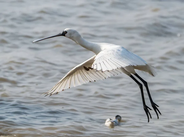 Black Faced Spoonbill Waterland — Stock Photo, Image