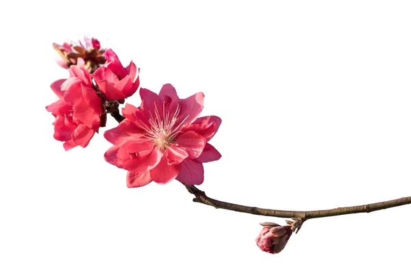 Persikoblomma Blomma Isolerad Vit — Stockfoto