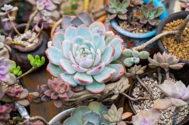  Bahçedeki minyatür sulu bitkiler