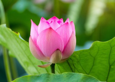 Lotus çiçek bitki Bahçe gölet