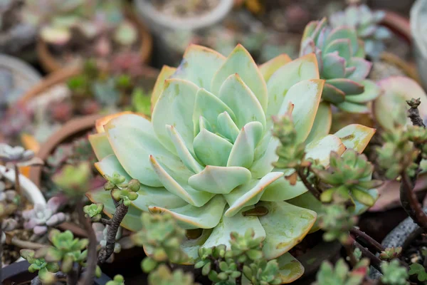 Miniature Succulent Plants Garden — Stock Photo, Image