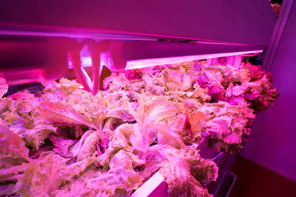 Cultura Sem Solo Verduras Abaixo Luz Artificial — Fotografia de Stock