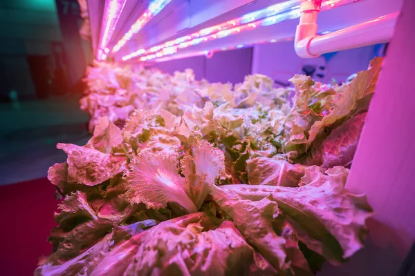 Υδροπονικές Καλλιέργειες Λαχανικών Κάτω Από Τεχνητό Φως — Φωτογραφία Αρχείου