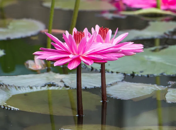 Lotus flower plants in garden pond