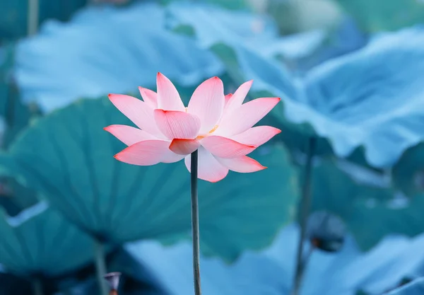 Flor Loto Estanque Jardín —  Fotos de Stock