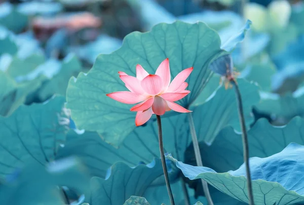 庭の池の蓮の花植物 — ストック写真