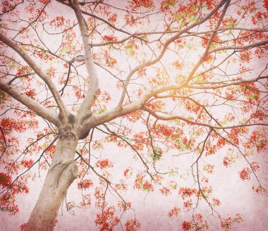 Tavus kuşu çiçekler ile eski Antik Kağıt antika arka plan ağaç üzerinde