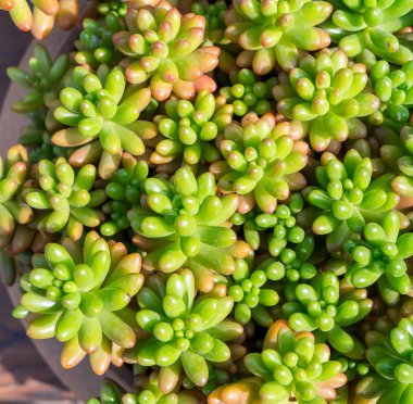  Bahçedeki minyatür sulu bitkiler