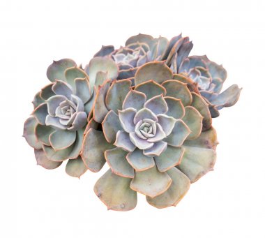 İzole minyatür etli bitkiler