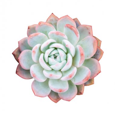 İzole minyatür etli bitkiler