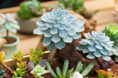  Bahçedeki minyatür sulu bitkiler