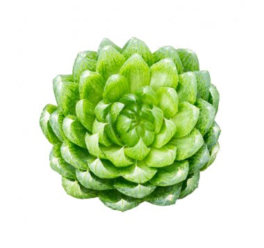 Beyaz arka plan üzerinde izole makro yakın detay Haworthia cooperi etli bitki üst