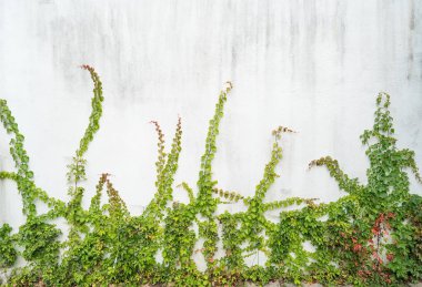 sarmaşık yaprakları beyaz arkaplanda izole edilmiş