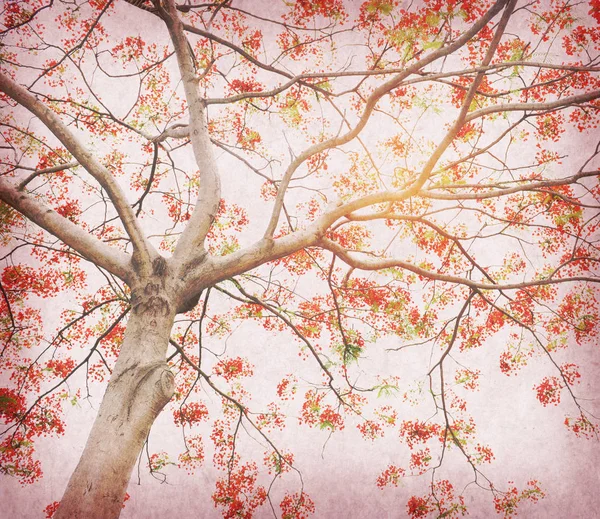 Tavus kuşu çiçekler ile eski Antik Kağıt antika arka plan ağaç üzerinde