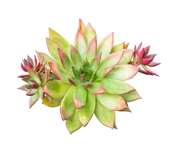 Miniature Succulent Plants Isolated — Stock Photo, Image