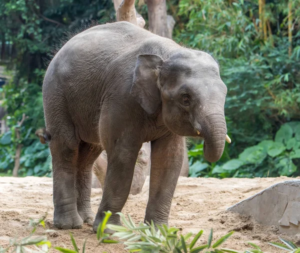 Jovem Elefante Brincando Selvagem — Fotografia de Stock