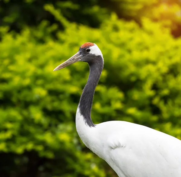 Żuraw Czerwono Koronowany Naturze — Zdjęcie stockowe